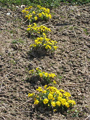 pansy unmulched